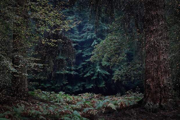 Таинственные леса Англии в фотографиях Элли Дэвиес (Ellie Davies) — Фотоискусство