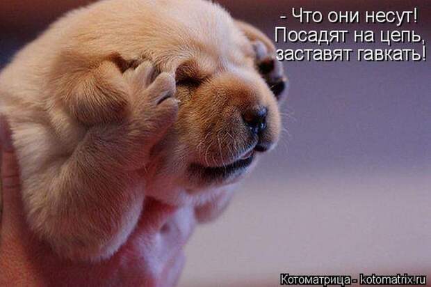Лучшие котоматрицы недели
