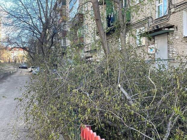 «Вся улица в ветках и мусорных мешках»: деревья обрезали на Ленина