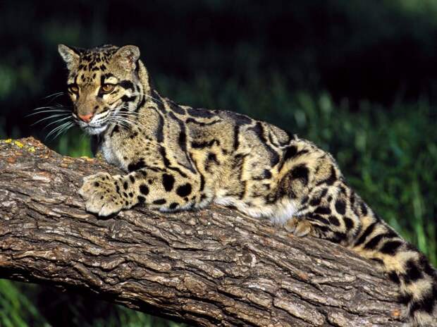Большие кошки в объективе National Geographic