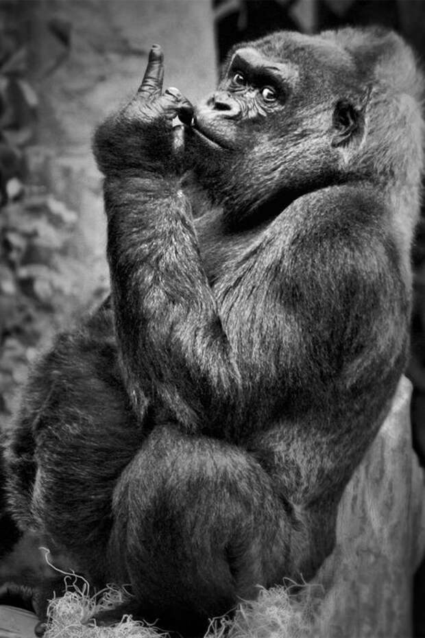 Научное название рода горилл — gorilla, вида западная горилла — gorilla gorilla, а его подвида западная равнинная горилла — gorilla gorilla gorilla. интересное, обезьяны, факты, фауна