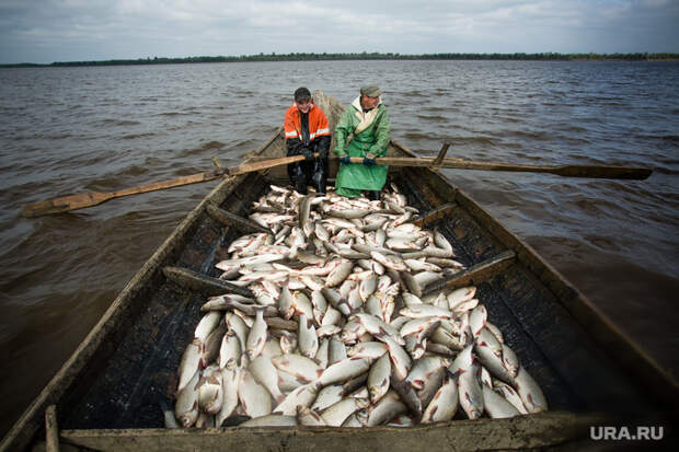 Рыбакам в России разрешат продавать свой улов