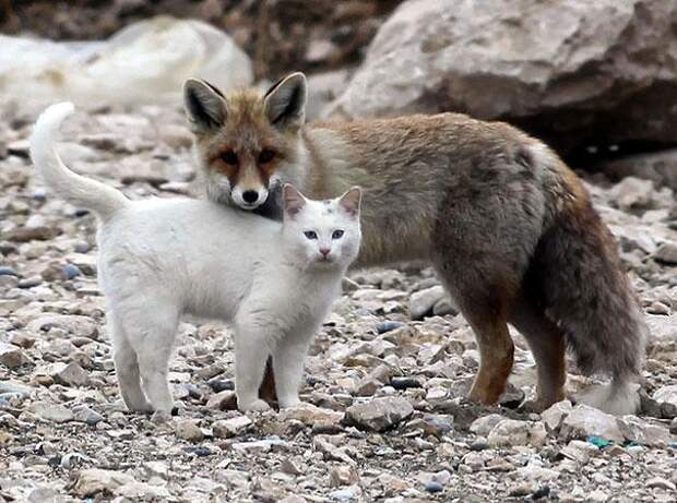 дружба животных лиса и кошка