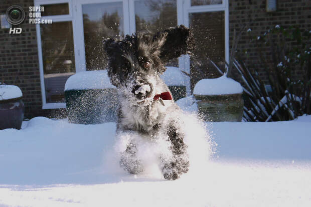 Снег — собачье счастье. (youdizzy)