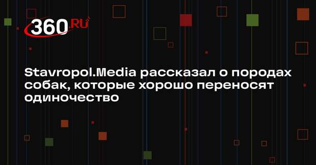 Stavropol.Media рассказал о породах собак, которые хорошо переносят одиночество