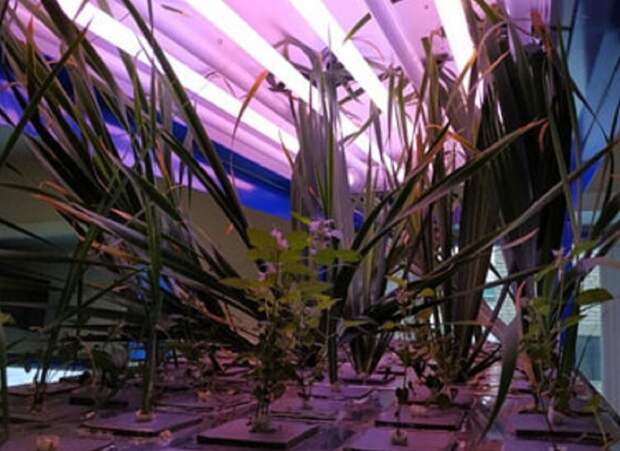 В СПбГУ создали экологичный способ выделения лекарственных веществ из листьев мандарина и других растений