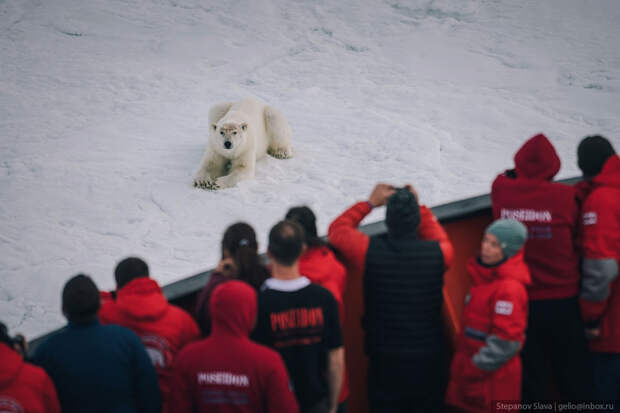белый медведь, ледокол, туристы, арктика