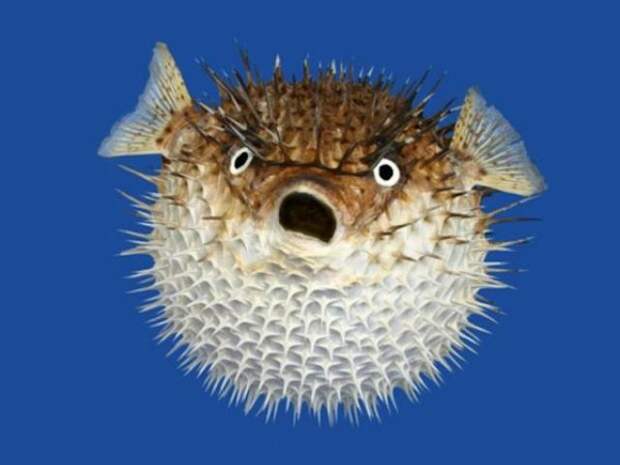 Image result for fish funny