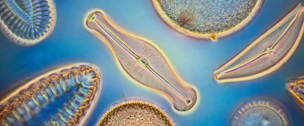 Ученые выявили новый фактор, влияющий на численность видов