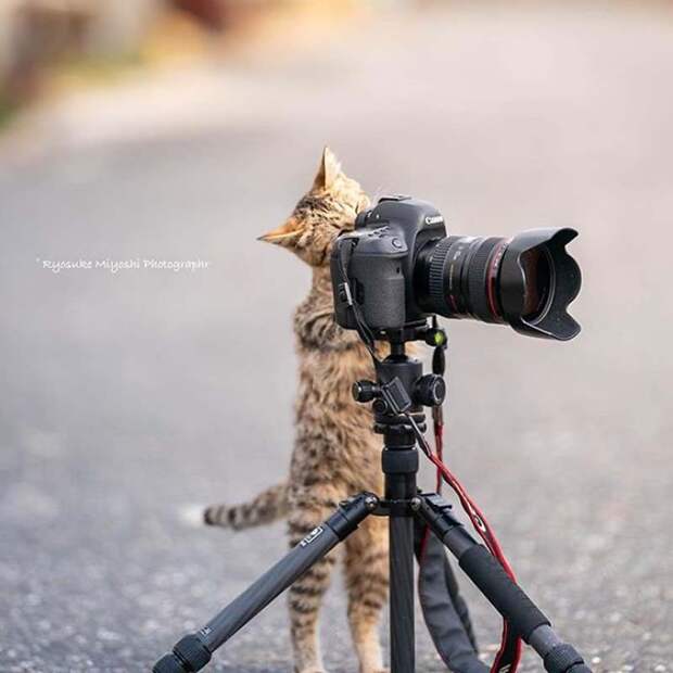 Котята и фотоаппараты: милая фотосерия фотографа из Японии