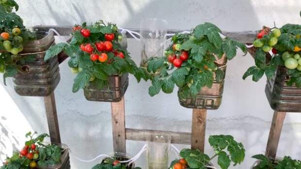 Выращивайте мини томаты на балконе