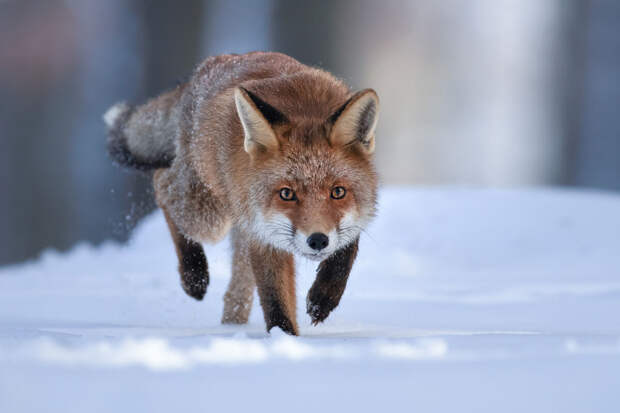 Amur Mash: в пяти округах Амурской области пройдет отстрел лисиц из-за бешенства