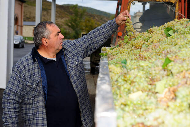 На пункте взвешивания винограда в Кахетии