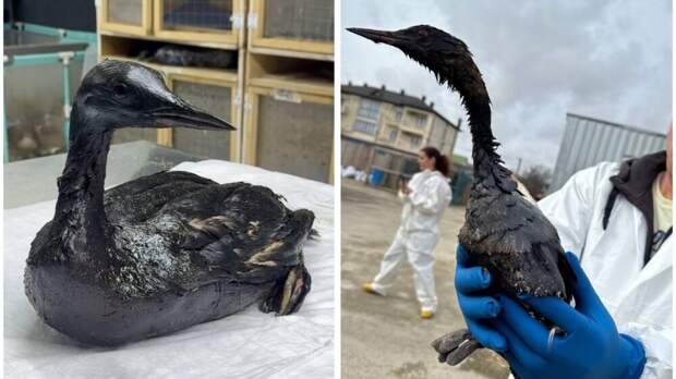 Волонтеры в Анапе сообщили о сотнях запачканных мазутом морских птиц