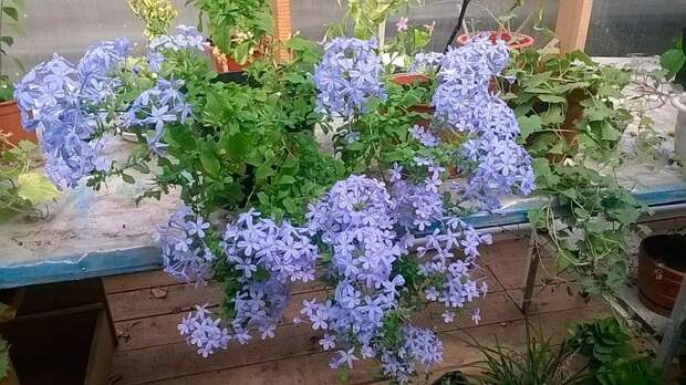 Комнатное растение Свинчатка (Plumbago)