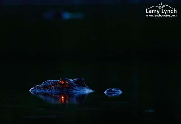 Парень просто сфотографировал ночное болото аллигаторы, дикая, природа, фото