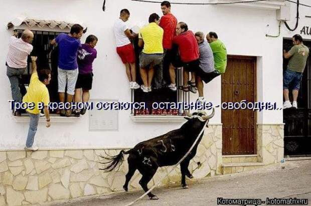 Котоматрицы (картинки с надписями)