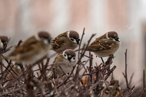 Москвичам предложили посчитать воробьев