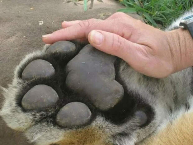 Большие животные рядом c людьми