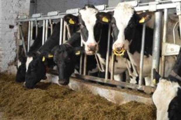 Новую ферму для коров голштинской породы запустили в Калужской области