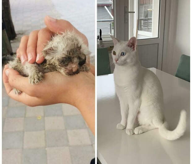 Спасённые котики, которых забрали из приюта и подарили любовь