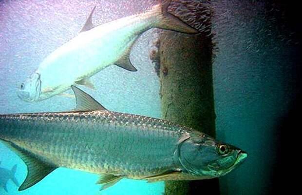 https://upload.wikimedia.org/wikipedia/commons/thumb/7/7e/Atlantic_tarpon.jpg/440px-Atlantic_tarpon.jpg