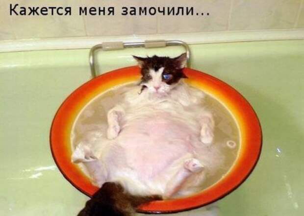 Прикольная котоматрица (22 шт)