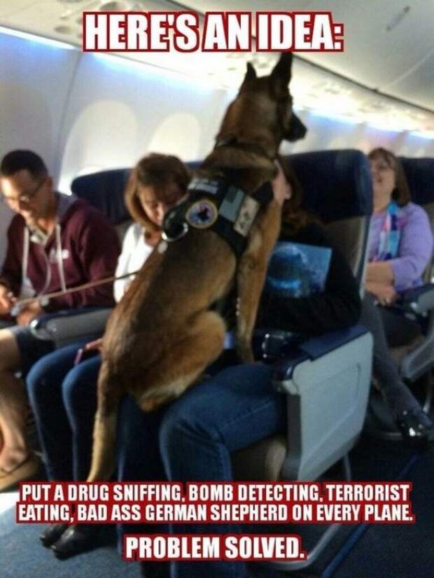 service dog memes always bring out the smiles 1 Service dog memes always bring out the smiles (40 Photos)