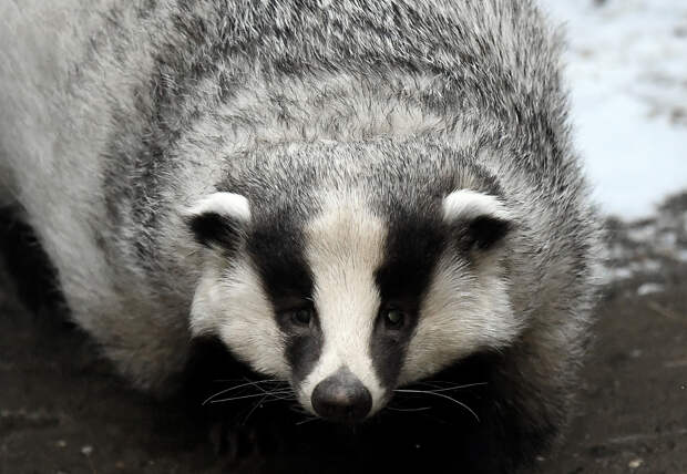 В Воронеже барсука спасли из затопленного подвала