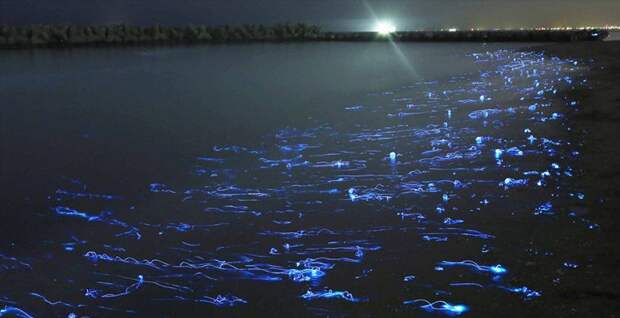 Рачки Рачки биолюминесценция, животные, насекомые, свет, свечение