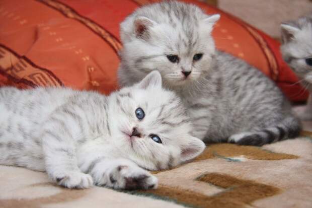 Забавные котята