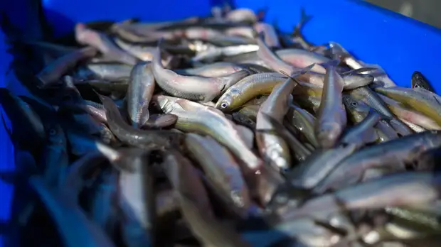 В Петербурге 15 апреля откроются официальные точки продаж корюшки