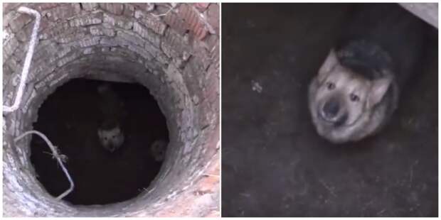 В Москве обнаружили под землёй целую стаю собак собаки, спасение, фото