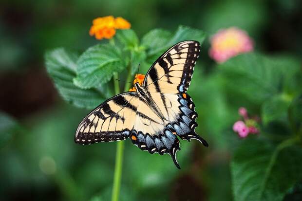 butterfly-1391809_1920