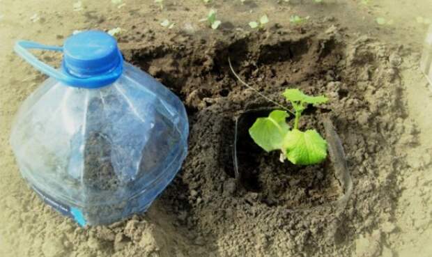 growing-cucumbers2
