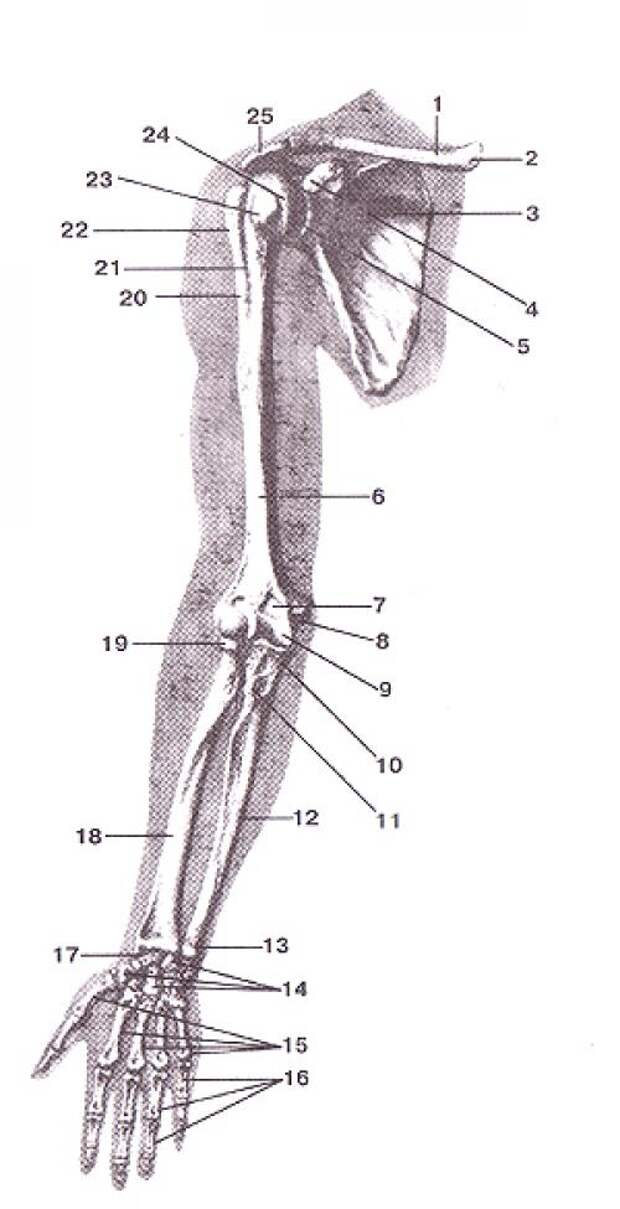 5 кость пояса верхних конечностей. Скелет верхней конечности плечевая кость. Кости верхних конечностей человека анатомия. Скелет верхней конечности кости их образующие. Скелет верхних конечностей человека анатомия суставы.