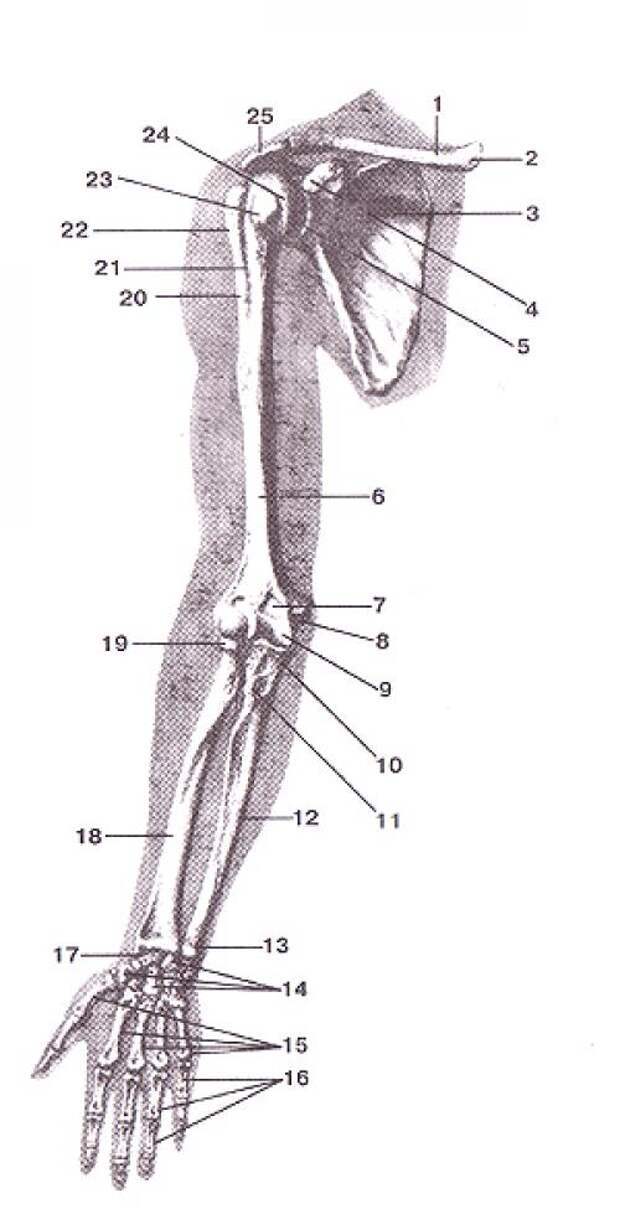 Рисунок верхней конечности. Скелет верхних конечностей плечевая кость. Кости верхних конечностей человека анатомия. Кости верхней конечности анатомический атлас. Скелет верхней конечности атлас.