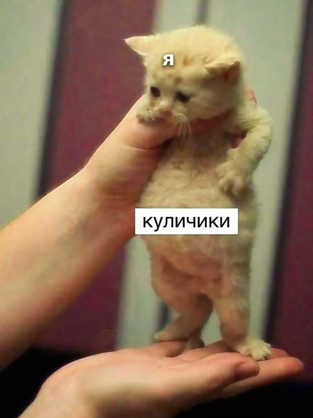 Донецкая группа новостей, Донецк ДНР