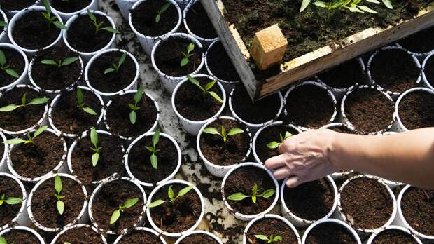 Агроном Абрамова: рассада томатов, перца и огурцов погибнет на балконе при -1°C