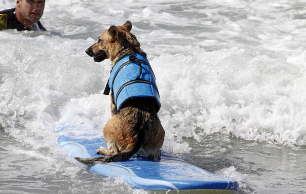 Соревнование по серфингу среди собак dogssurfing 8 Соревнование по серфингу среди собак