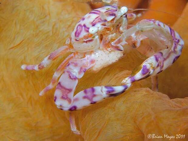 Фотография: Porcelain Crab Photo by Brian Mayes  Discover more at Underwater Art