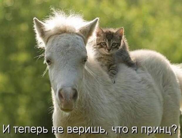 Прикольные и смешные зверюшки # 34