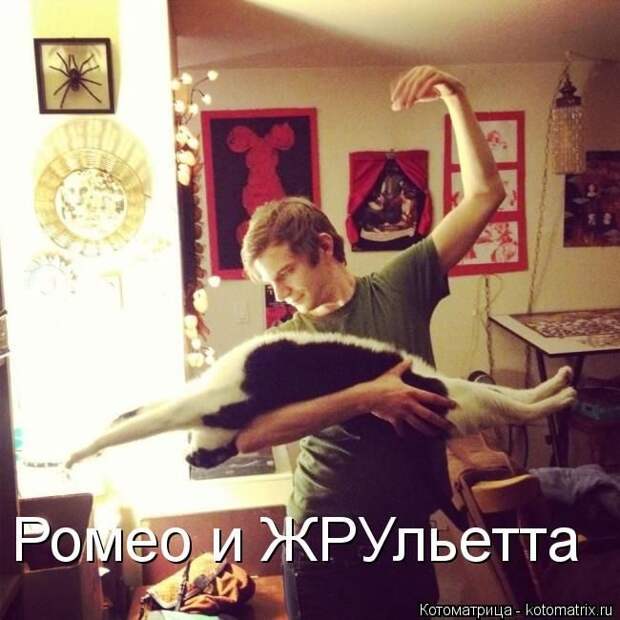 Лучшие котоматрицы недели