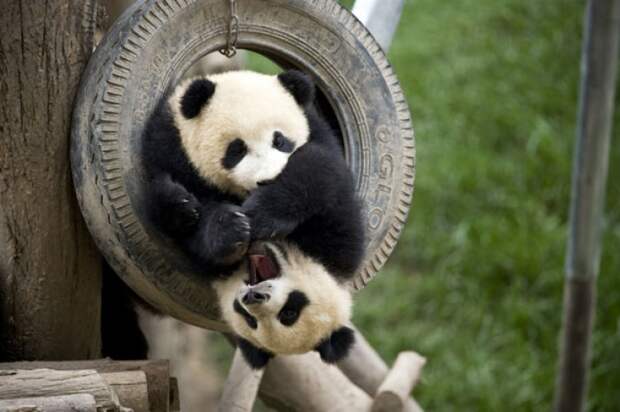 Детский сад для маленьких панд в Китае. Фото