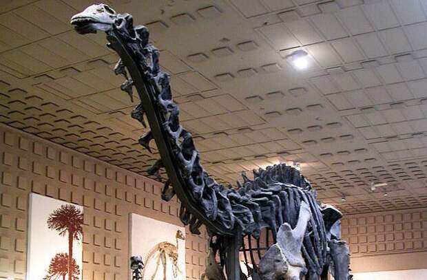 Бронтозавр действительно существовал Неверные представления, история, факты