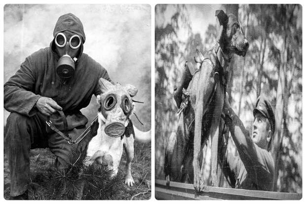 В 1920-х годах Советский Союз уделял больше внимания собакам для многоцелевого использования. Планировалось использовать собак для многих целей, включая коммуникацию, поиск и спасение.