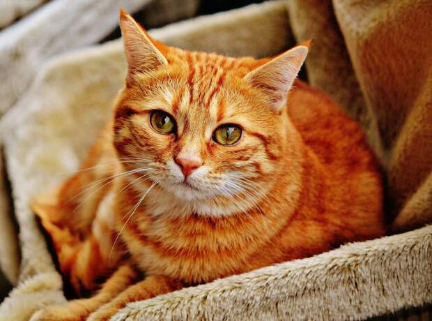 Изображение Alexandra ❤️A life without animals is not worth living❤️ с сайта Pixabay