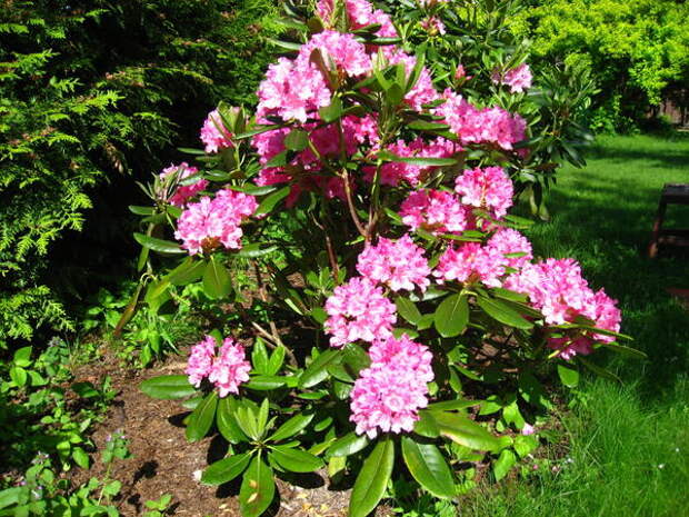 Рододендрон Гаага «Haaga»