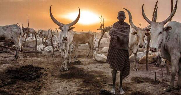 Будни африканского народа динка: женщины, не признающие одежду, побежденный рак и буйволы
