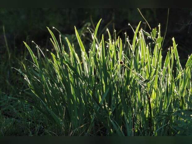 Покос травы в Чите: администрация готова заплатить 6,5 миллионов рублей